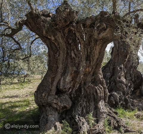صور أشجار الزيتون المعمرة في إسبانيا القيادي